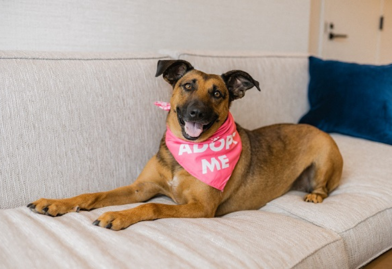 brown dog laying on grey couch facing the camera with pink bandana that says adopt me in white letters