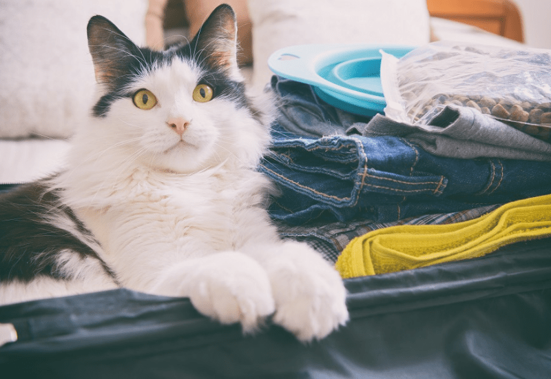 black and white cat sitting in a suitcase filled with clothes on top of a bed