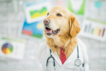 yellow Labrador wearing a white lab code with a red tie and stethoscope around his neck standing in front of a blurred out white board with charts. Canine Influenza