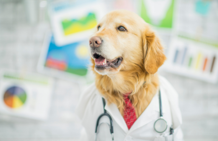 yellow Labrador wearing a white lab code with a red tie and stethoscope around his neck standing in front of a blurred out white board with charts. Canine Influenza