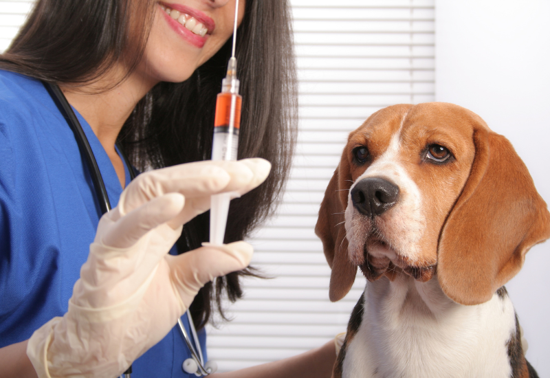 image simulating canine influenza vaccine being given to a beagle who is looking up at a syringe of red substance being held up by a tech in blue scrubs.