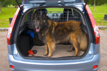 brown cog standing in back of van with trunk door raised