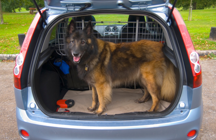 brown cog standing in back of van with trunk door raised