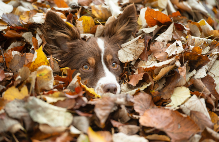a brown and white dog with head showing just above a pile of dead leaves