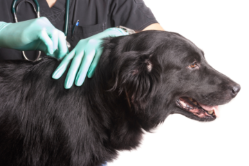 black, long hair dog being examined by a vet wearing blue latex gloves