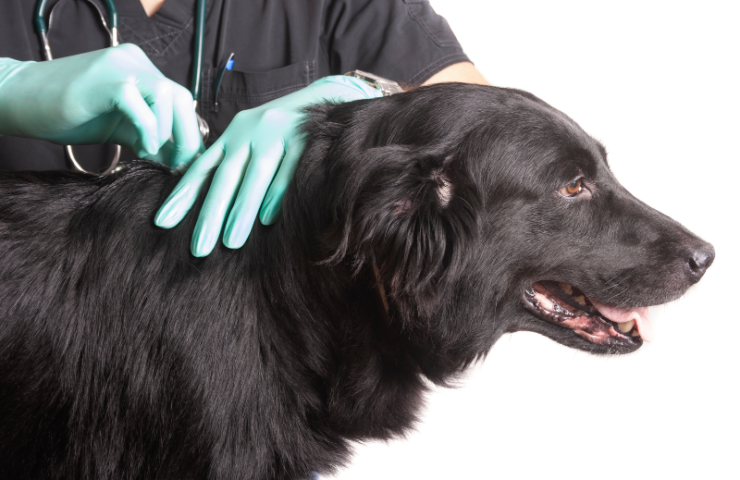 black, long hair dog being examined by a vet wearing blue latex gloves